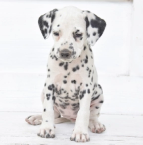 Dalmatian puppy for sale