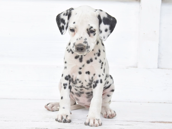 Dalmatian puppy for sale