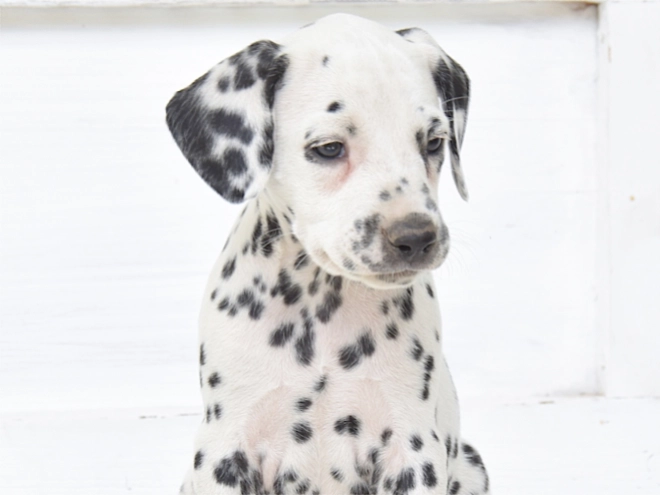 Dalmatian puppy for sale