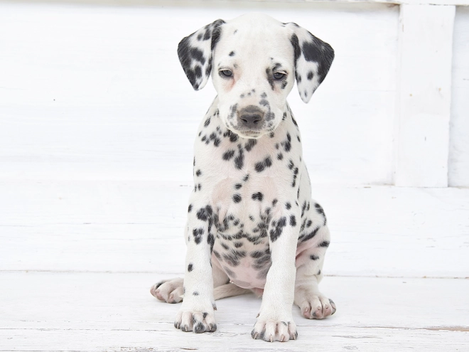 Dalmatian puppy for sale