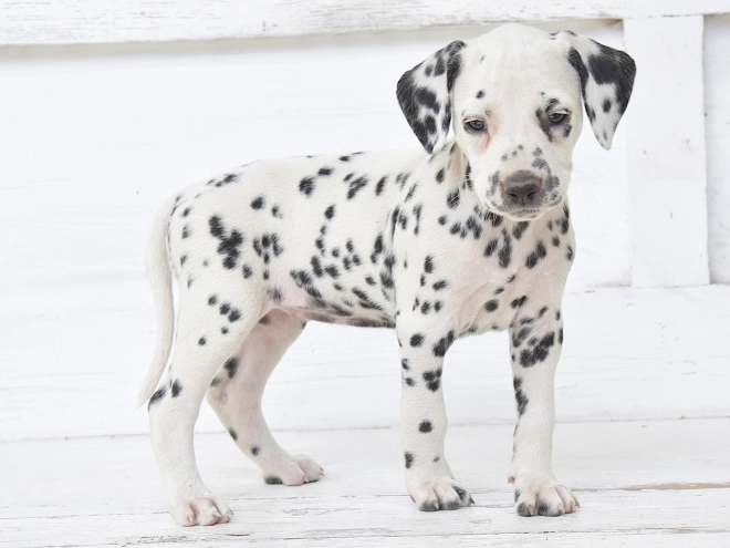 Dalmatian puppy for sale