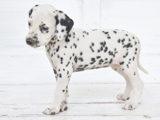 Dalmatian puppy for sale