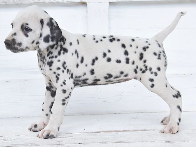 Dalmatian puppy for sale