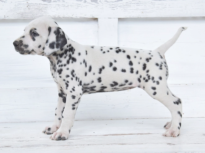 Dalmatian puppy for sale