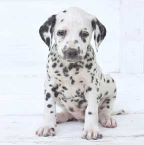 Dalmatian puppy for sale
