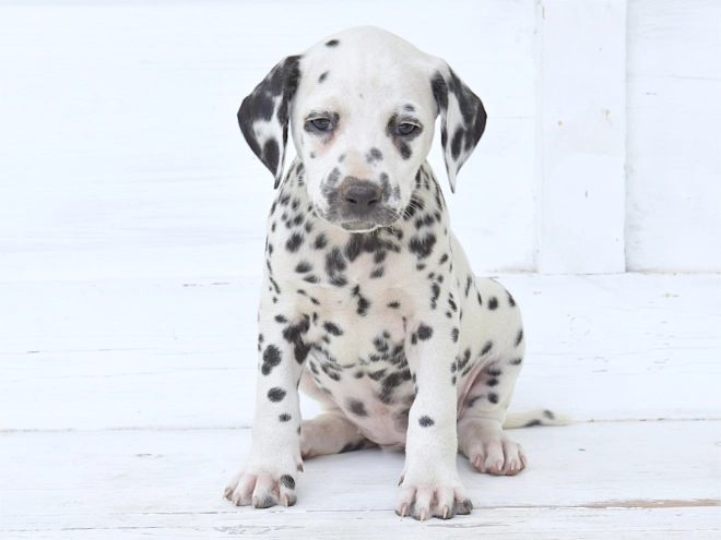 Dalmatian puppy for sale