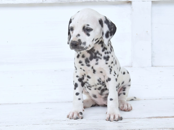 Dalmatian puppy for sale