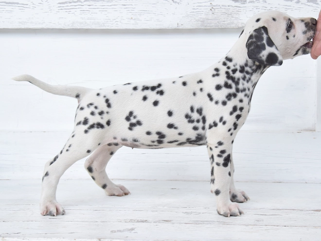 Dalmatian puppy for sale