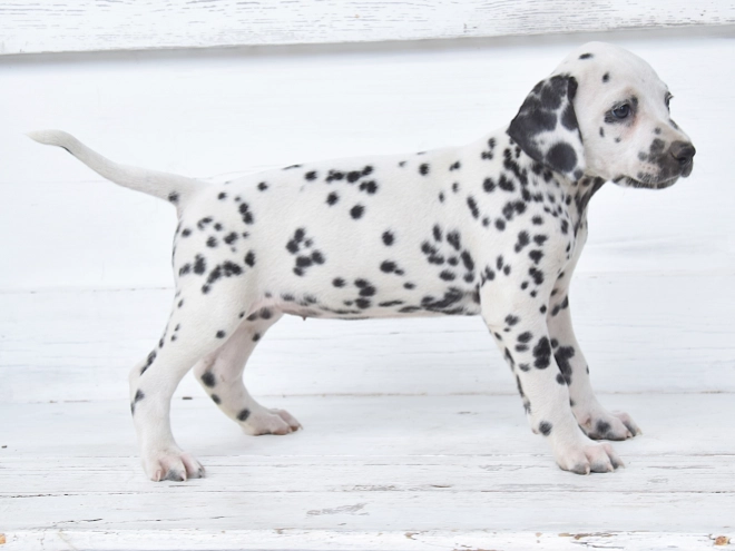 Dalmatian puppy for sale