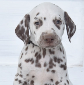 Dalmatian puppy for sale