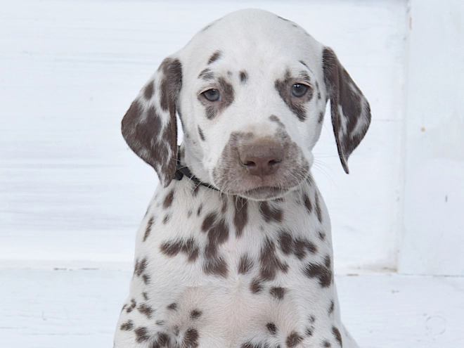 Dalmatian puppy for sale