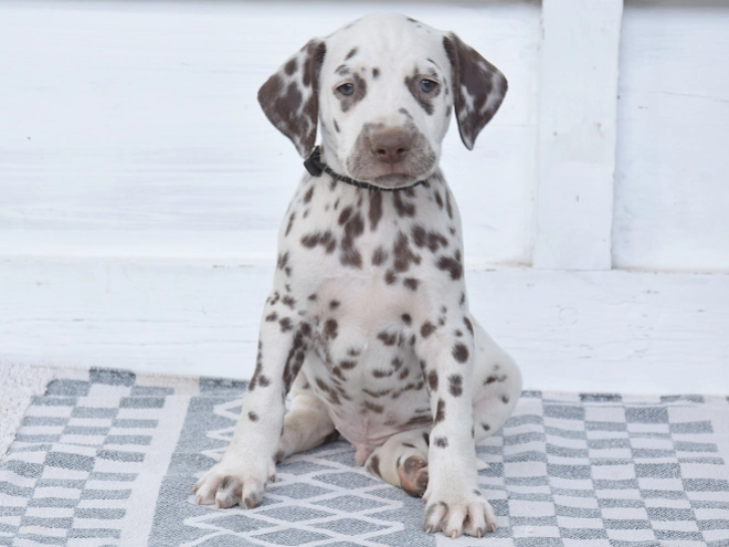 Dalmatian puppy for sale