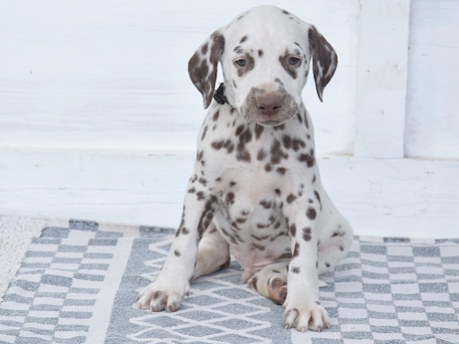 Dalmatian puppy for sale
