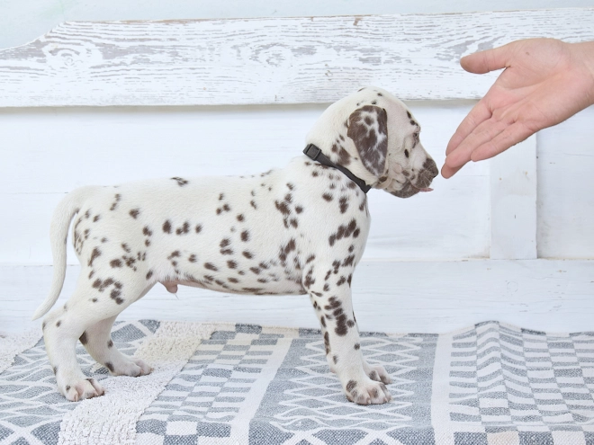 Dalmatian puppy for sale