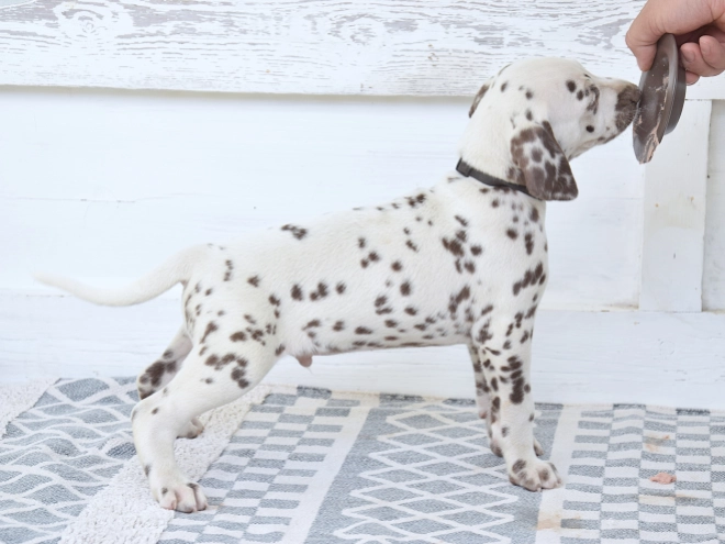 Dalmatian puppy for sale