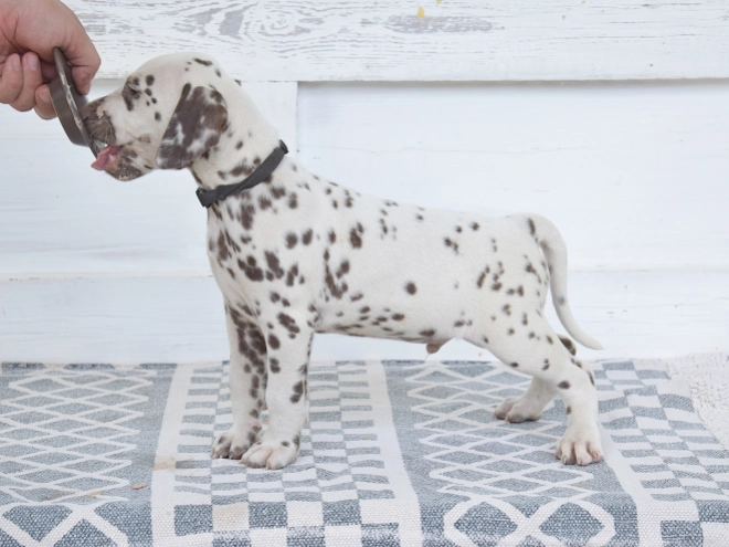 Dalmatian puppy for sale