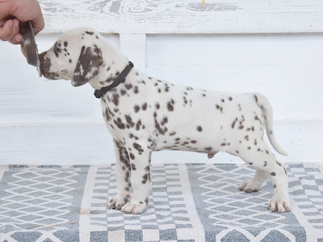 Dalmatian puppy for sale