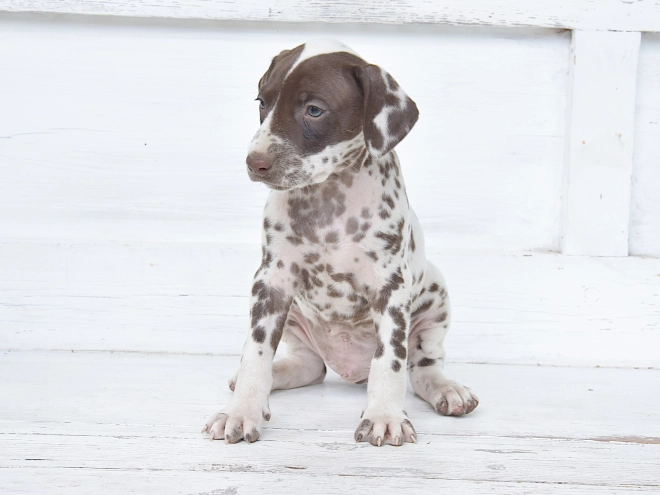 Dalmatian puppy for sale