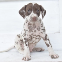 Freddy, brown spotted Dalmatian for sale