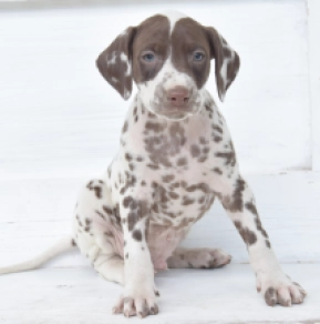 Dalmatian puppy for sale