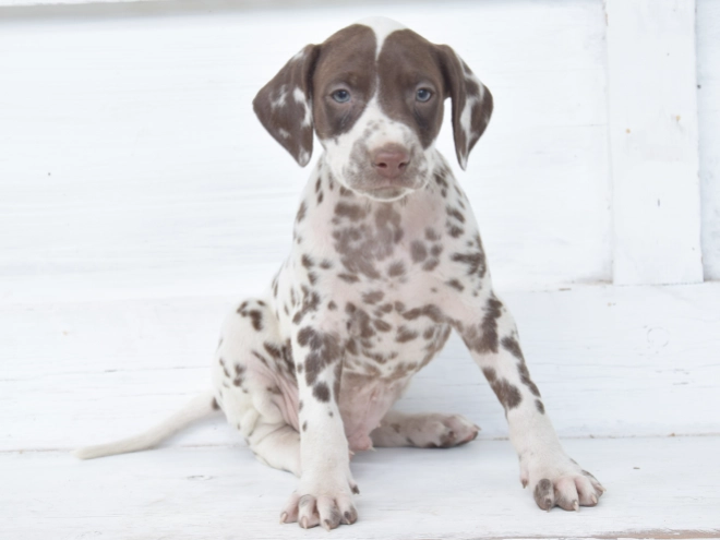 Dalmatian puppy for sale
