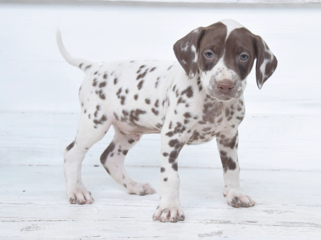 Dalmatian puppy for sale