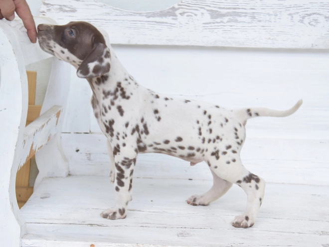 Dalmatian puppy for sale