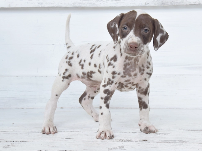 Dalmatian puppy for sale