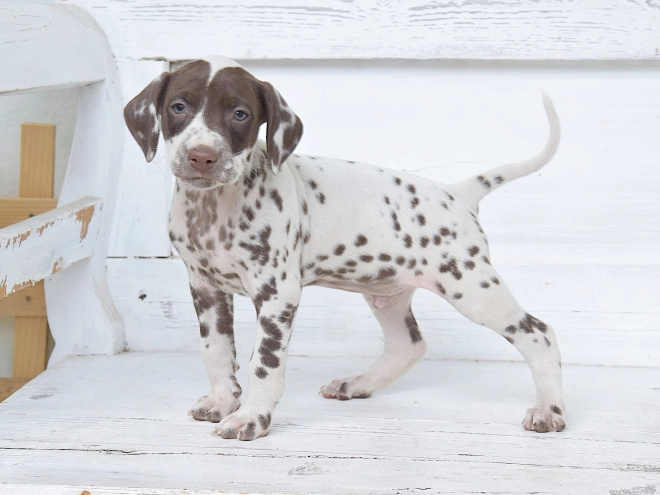 Dalmatian puppy for sale