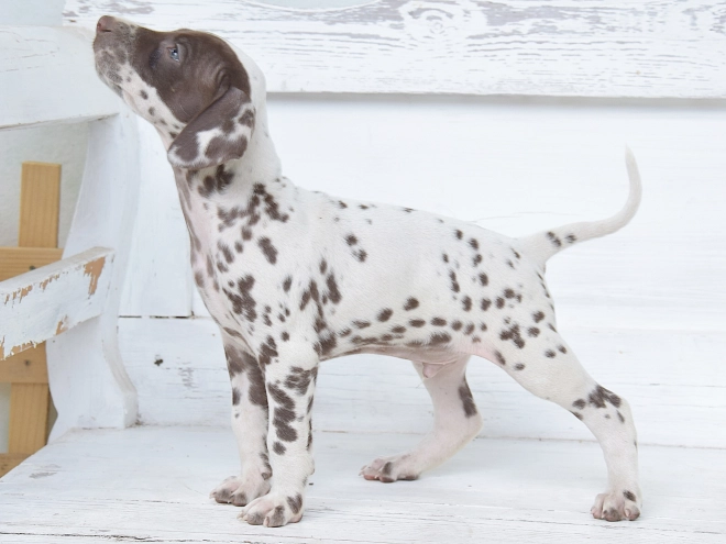 Dalmatian puppy for sale