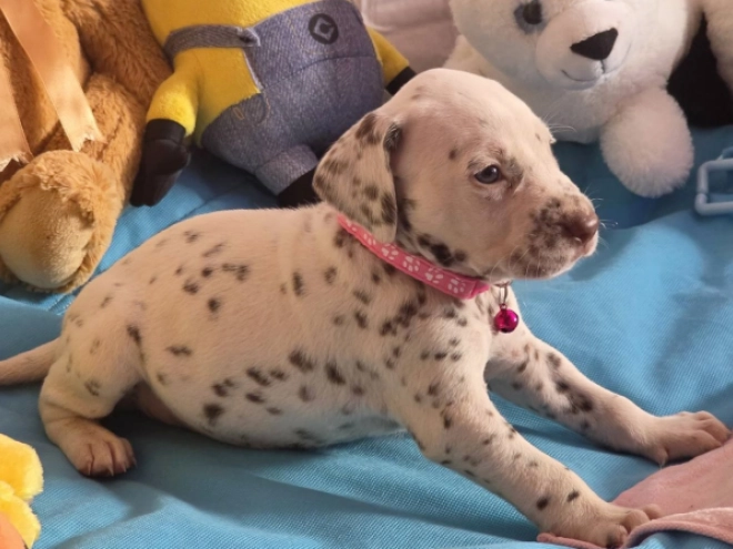 Perros Dálmata en venta