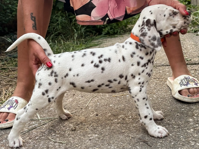 Dalmatian puppy for sale