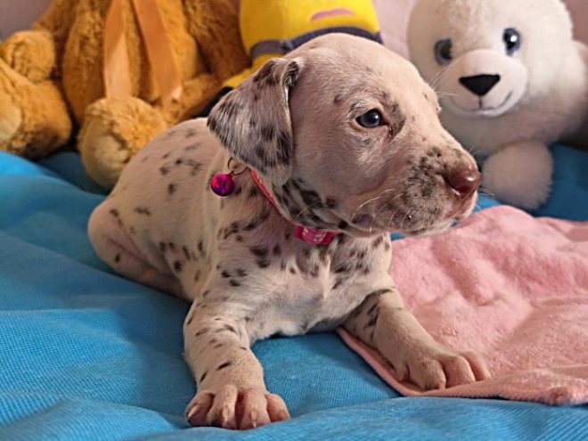 Perros Dálmata en venta