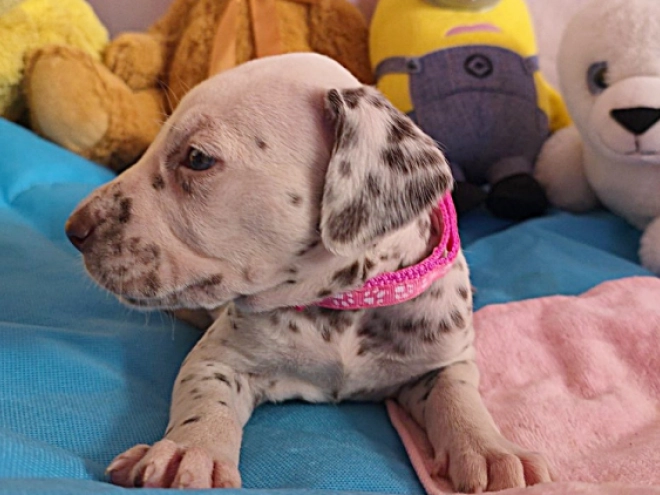 Perros Dálmata en venta