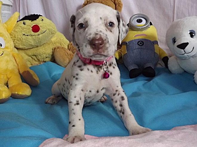 Perros Dálmata en venta