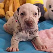 Coca Cola, brown spotted Dálmata en venta
