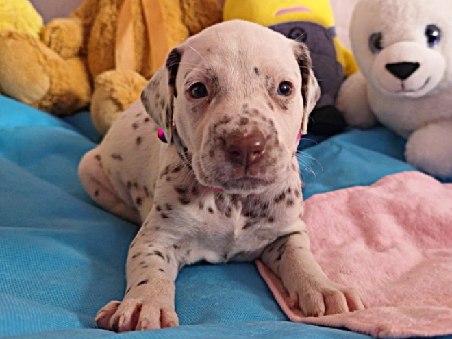 Perros Dálmata en venta