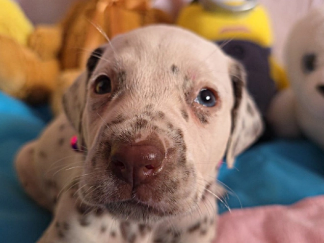 Perros Dálmata en venta