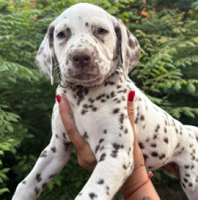 Perros Dálmata en venta