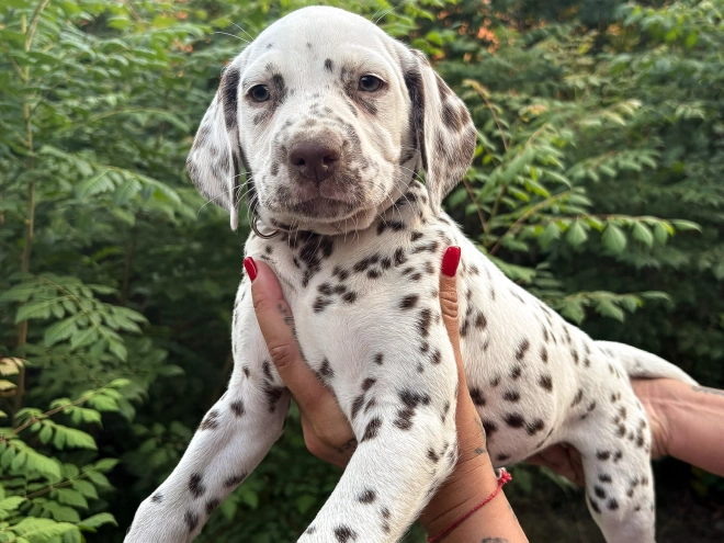 Dalmatian puppy for sale