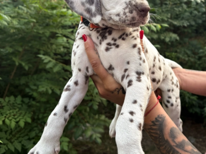 Dalmatian puppy for sale