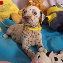 Cute Sarebi, brown spotted Dálmata en venta