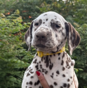 Perros Dálmata en venta