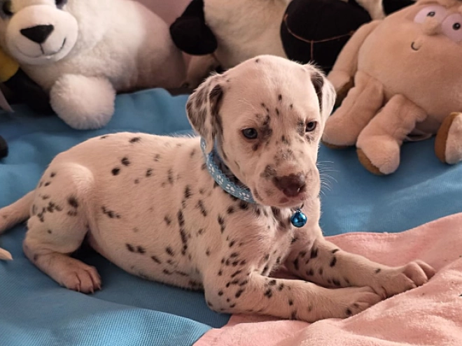 Perros Dálmata en venta