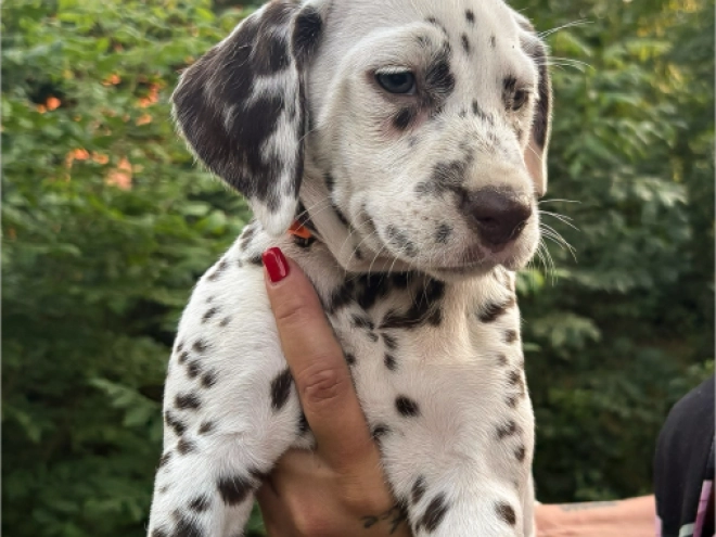 Perros Dálmata en venta