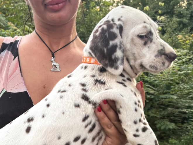 Perros Dálmata en venta