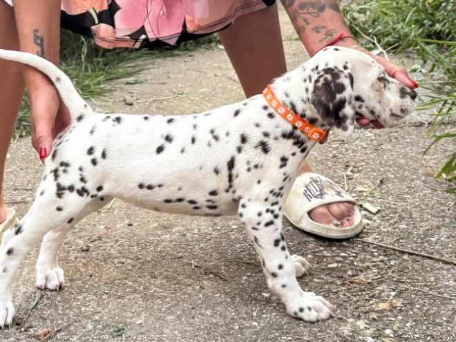 Perros Dálmata en venta