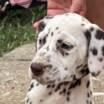 Coco Chanel, brown spotted Dalmatiner Welpen kaufen