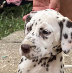 Perros Dálmata en venta