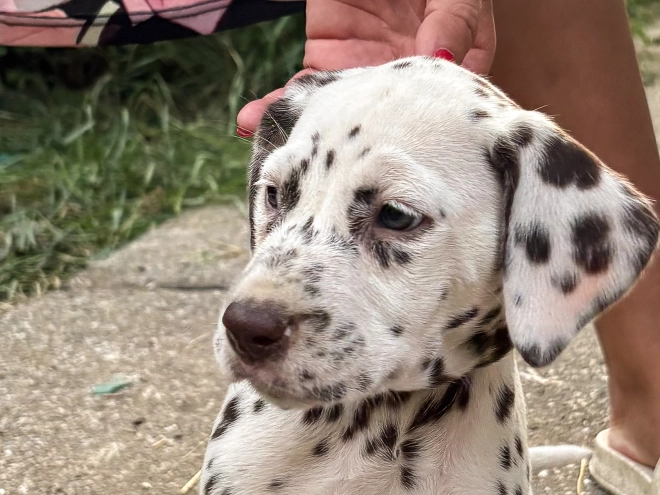 Perros Dálmata en venta